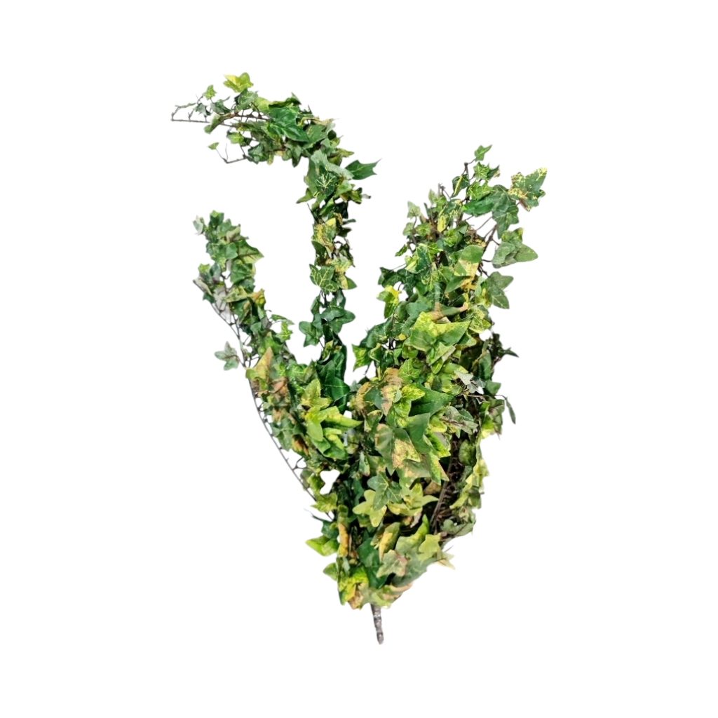 FF2DA11.jpg HIBERIAN IVY BUSH - Image 1