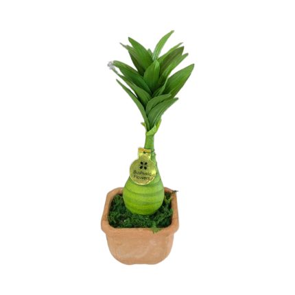 DRACENTA BONSAI