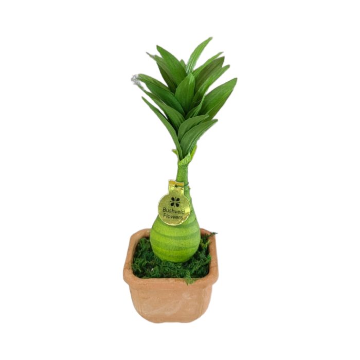 DRACENTA BONSAI - Image 1