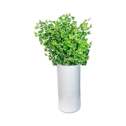MINI HOLLAND IVY-LVS 12PK