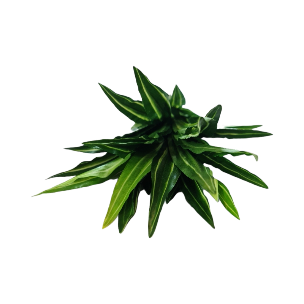 FF2DA65FGW.jpg PU DRACENTA PLANT - Image 1