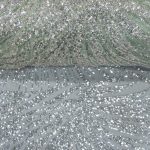 TULLE SEQ. & BEADS - Image 2